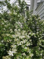 Schade, dass man den Duft nicht fotografieren kann...