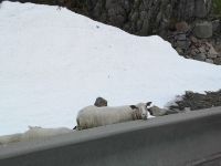 wir sind auch da....