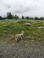 ... ach, Zivilisation im Sicht...