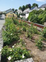 Molde nennt man auch Rosenstadt