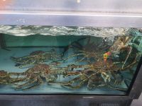 ... die bekommt man auf dem Fischmarkt 