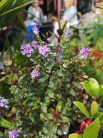 überall ist Schmuck der Natur zu finden 