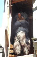 Bergen Troll in  Bryygen