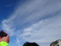 .. und wieder ein Seeadler