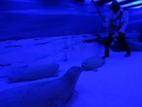 ... zur Seehundjagd...