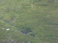 Rentiere auf Mageroya