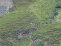 Rentier auf Mageroya