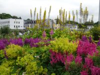 Bronnoysund - Idylle mit Astilben