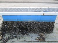 Muscheln an einem soeben aus dem Meer gezogenen Tritt