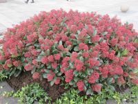 Bergens Blumenpracht