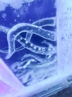 Magic Ice Bar in Svolvær 