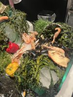 Abendbuffet an Bord der MS Nordlys