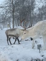 Besuch des Schneehotels