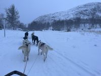 Husky-Schlittenfahrt