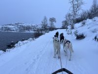 Husky-Schlittenfahrt