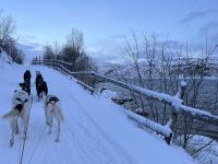 Husky-Schlittenfahrt