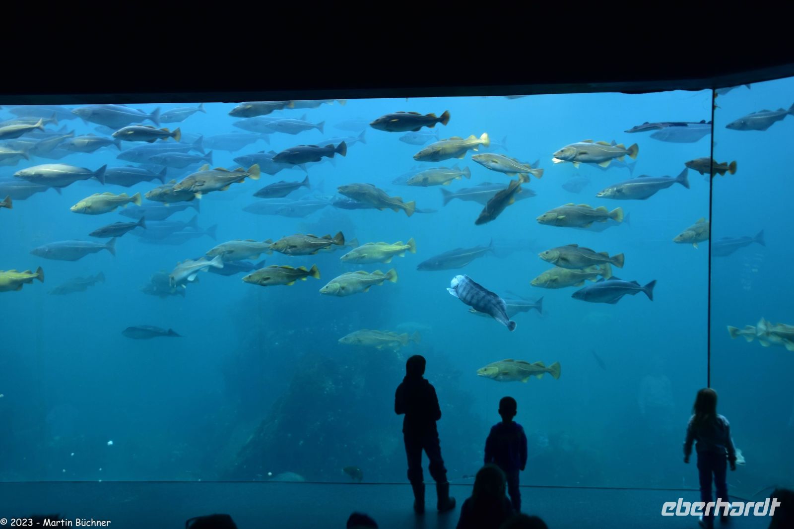 Ausflug Ålesund Akvarium - größter Seewasser Fischtank Skandinaviens