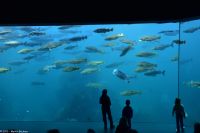 Ausflug Ålesund Akvarium - größter Seewasser Fischtank Skandinaviens