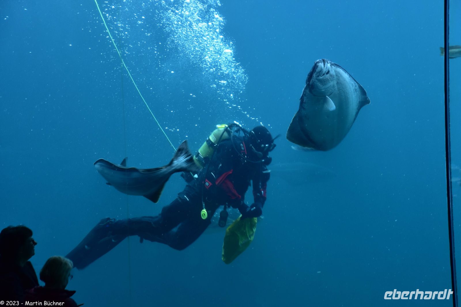 Ausflug Ålesund Akvarium - Taucher füttert Heilbutte