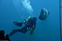 Ausflug Ålesund Akvarium - Taucher füttert Heilbutte