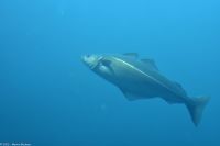 Ausflug Ålesund Akvarium - einer der beliebtesten Speisefische überhaupt - den niemand kennt - der Köhler - besser bekannt als Seelachs