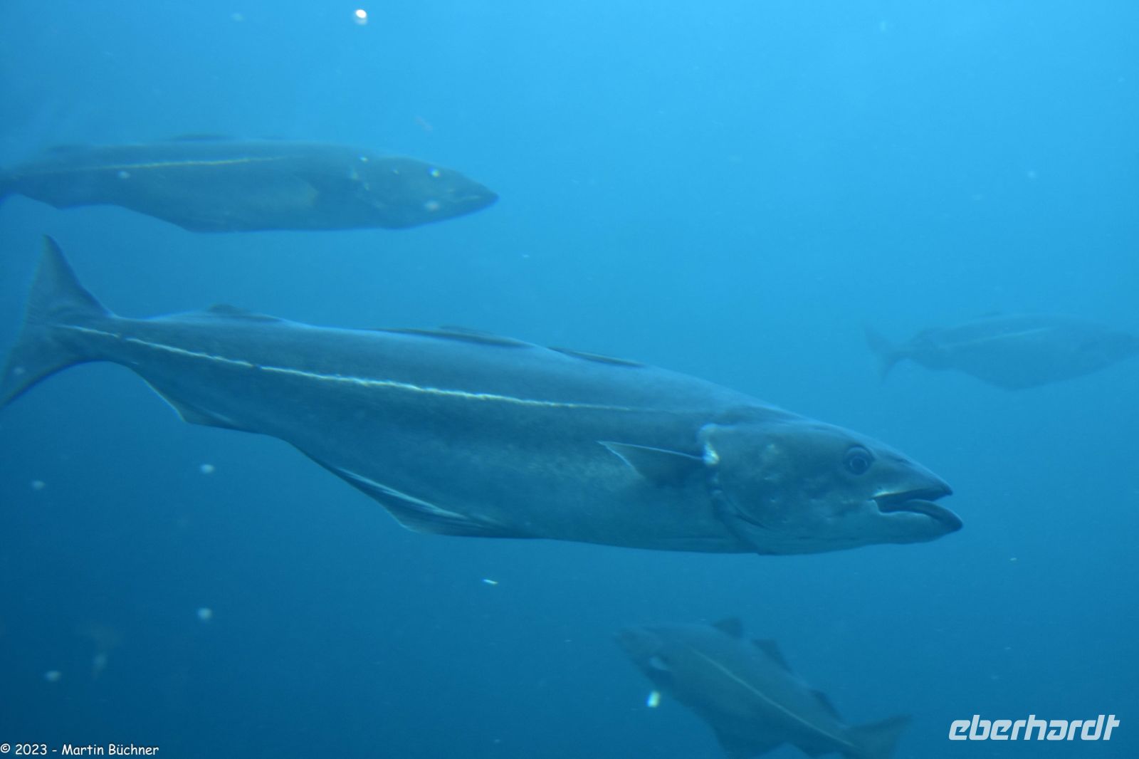 Ausflug Ålesund Akvarium - Der Köhler (Seelachs) - (aus der Familie der Dorsche)