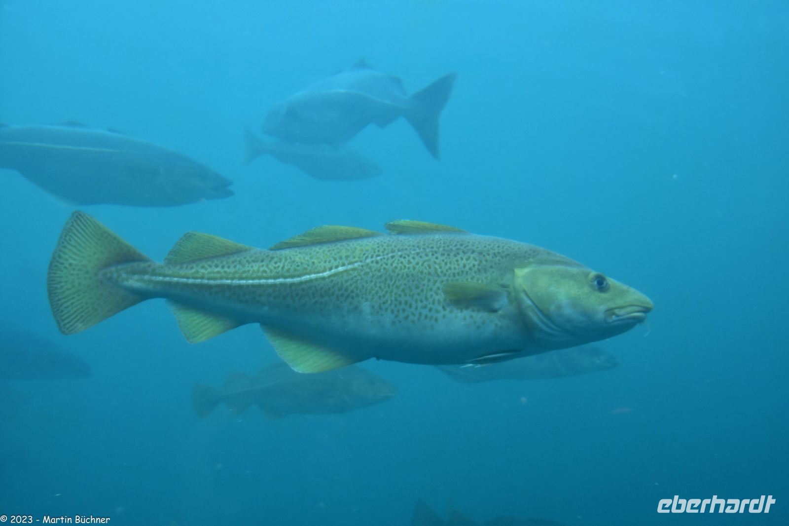 Ausflug Ålesund Akvarium - Der Kabeljau (aus der Familie der Dorsche)