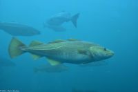 Ausflug Ålesund Akvarium - Der Kabeljau (aus der Familie der Dorsche)