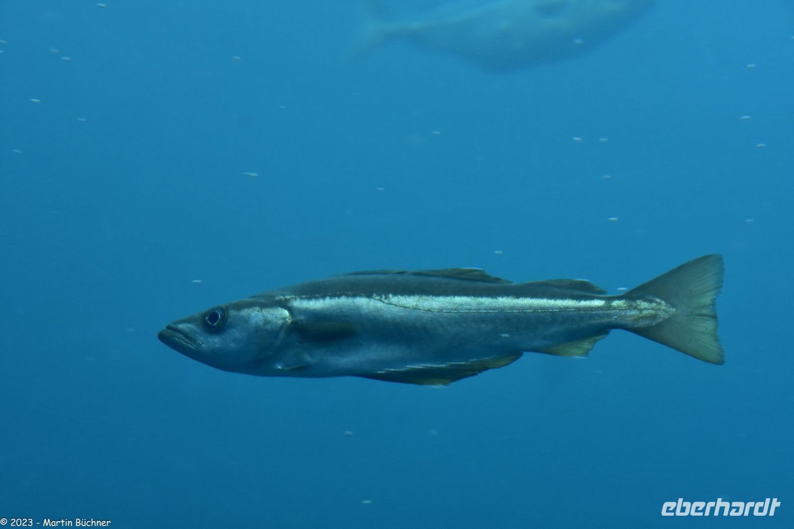 Ausflug Ålesund Akvarium - Der Pollak (aus der Familie der Dorsche)