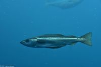 Ausflug Ålesund Akvarium - Der Pollak (aus der Familie der Dorsche)
