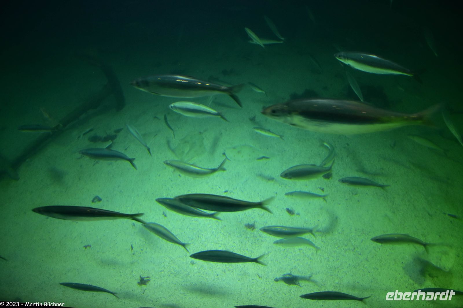 Ausflug Ålesund Akvarium - Heringe