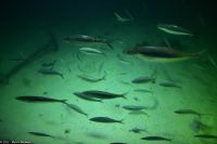 Ausflug Ålesund Akvarium - Heringe