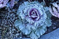 Trondheim - winterliche Morgenstimmung im Stadtteil Bakklandet