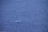 Hammerfest in der Polarnacht - ein Eisberg?!