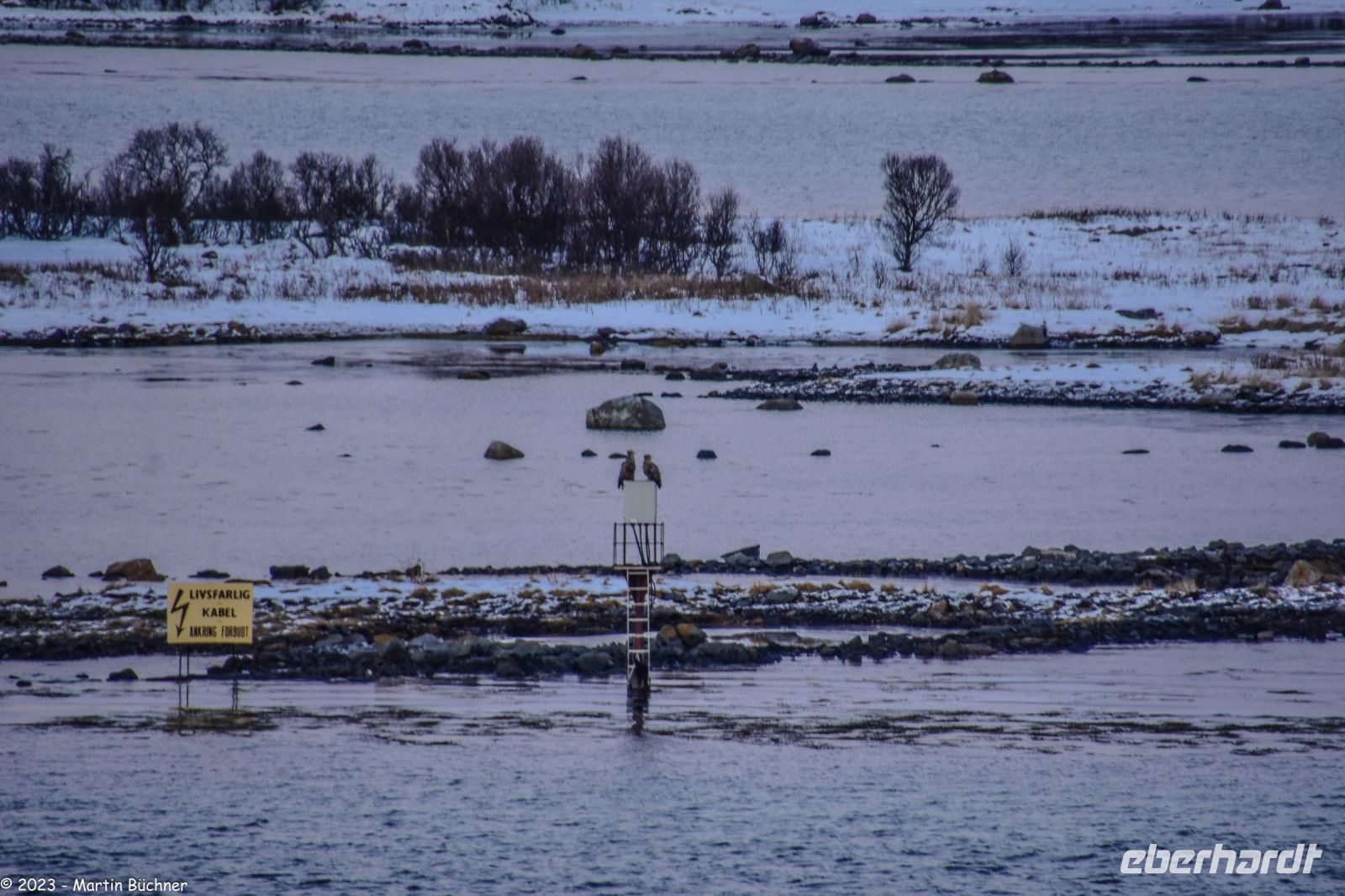 Vesterålen Archipel - Risøyrenna - zwei Seeadler
