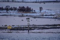 Vesterålen Archipel - Risøyrenna - zwei Seeadler