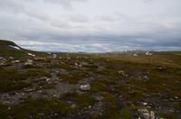 217 Hardangervidda