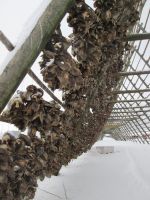 Fischköpfe werden ebenfalls getrocknet