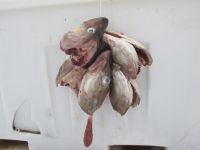 frische Fischköpfe wurden angeliefert