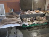 Samische Woche in Tromsø