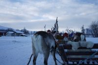 Rentierschlittenfahrt Richtung Lyngenalpen