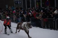 Rentier-Rennen Tromsö - Samiwoche