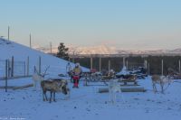 Alta - Sami Siida - Rentierschlitten