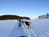 Husky-Hundeschlittenfahrt auf Kvaloya