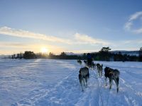 Husky-Hundeschlittenfahrt auf Kvaloya