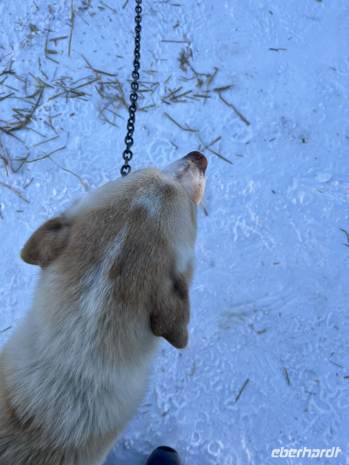 Husky Camp auf Kvaloya