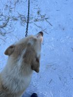 Husky Camp auf Kvaloya