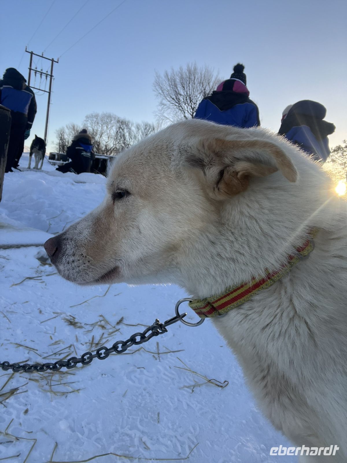 Husky Camp auf Kvaloya