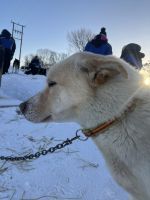Husky Camp auf Kvaloya