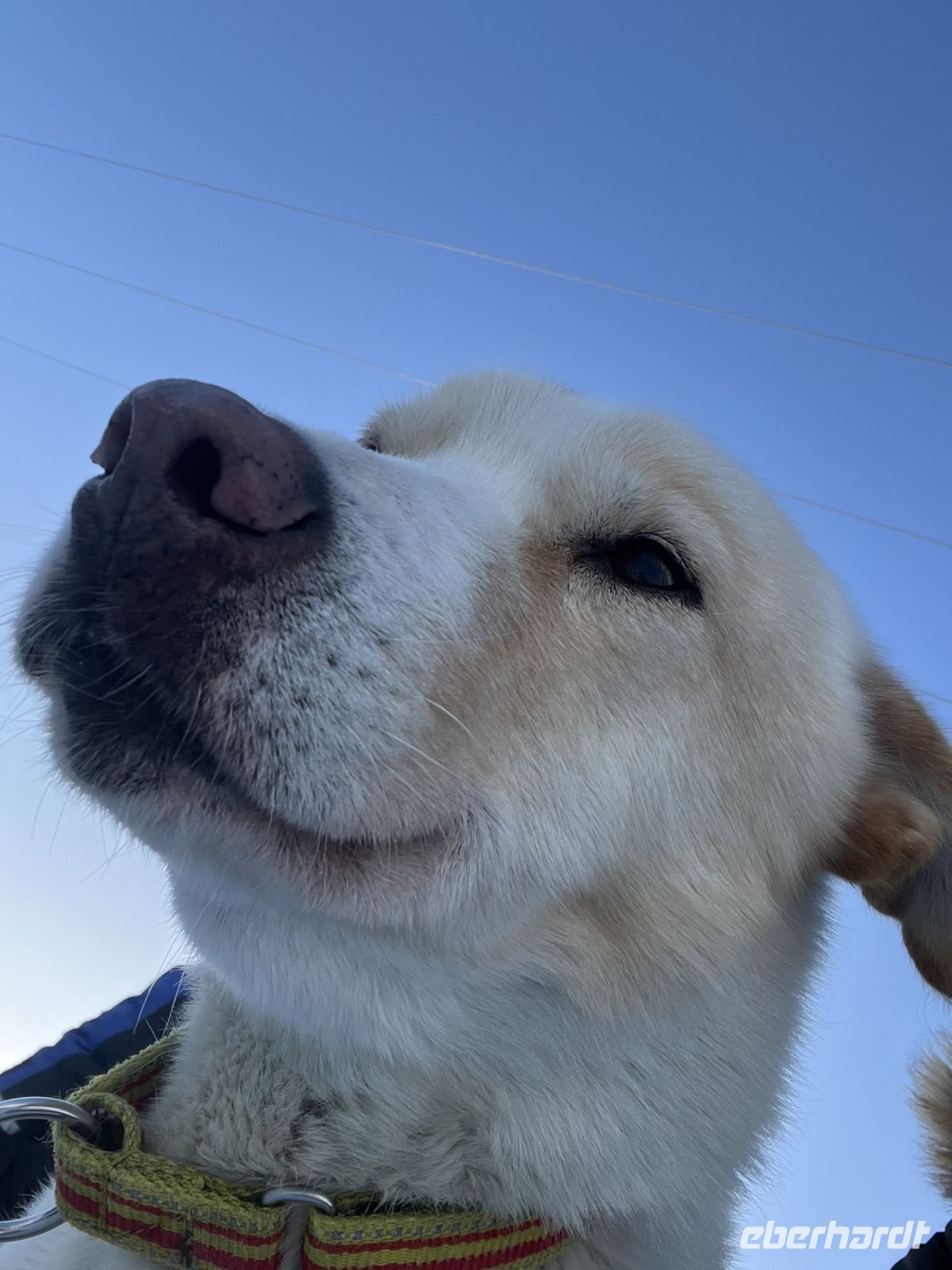 Husky Camp auf Kvaloya